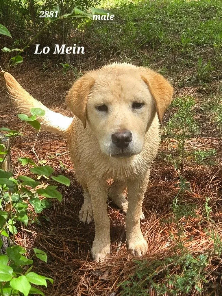 A baby large-sized male Retriever dog named Lo Mein for adoption in Bloomfield, CT