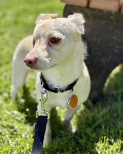 An adult small-sized male Chihuahua dog named Jack for adoption in Malvern, PA
