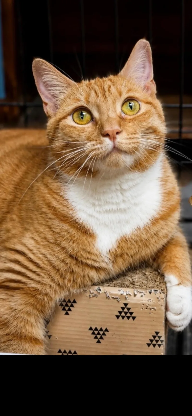 An adult medium-sized female Orange & White Domestic Short Hair cat named Fanta for adoption in Springdale, PA