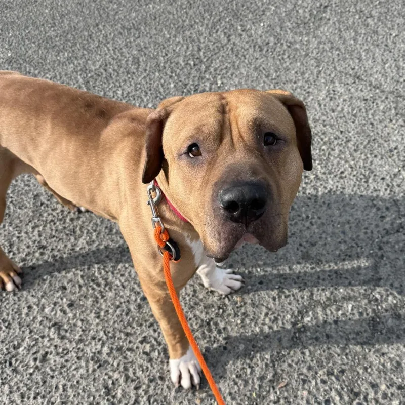 An adult extra large-sized male Yellow / Tan / Blond / Fawn Mastiff dog named Dave for adoption in Tacoma, WA