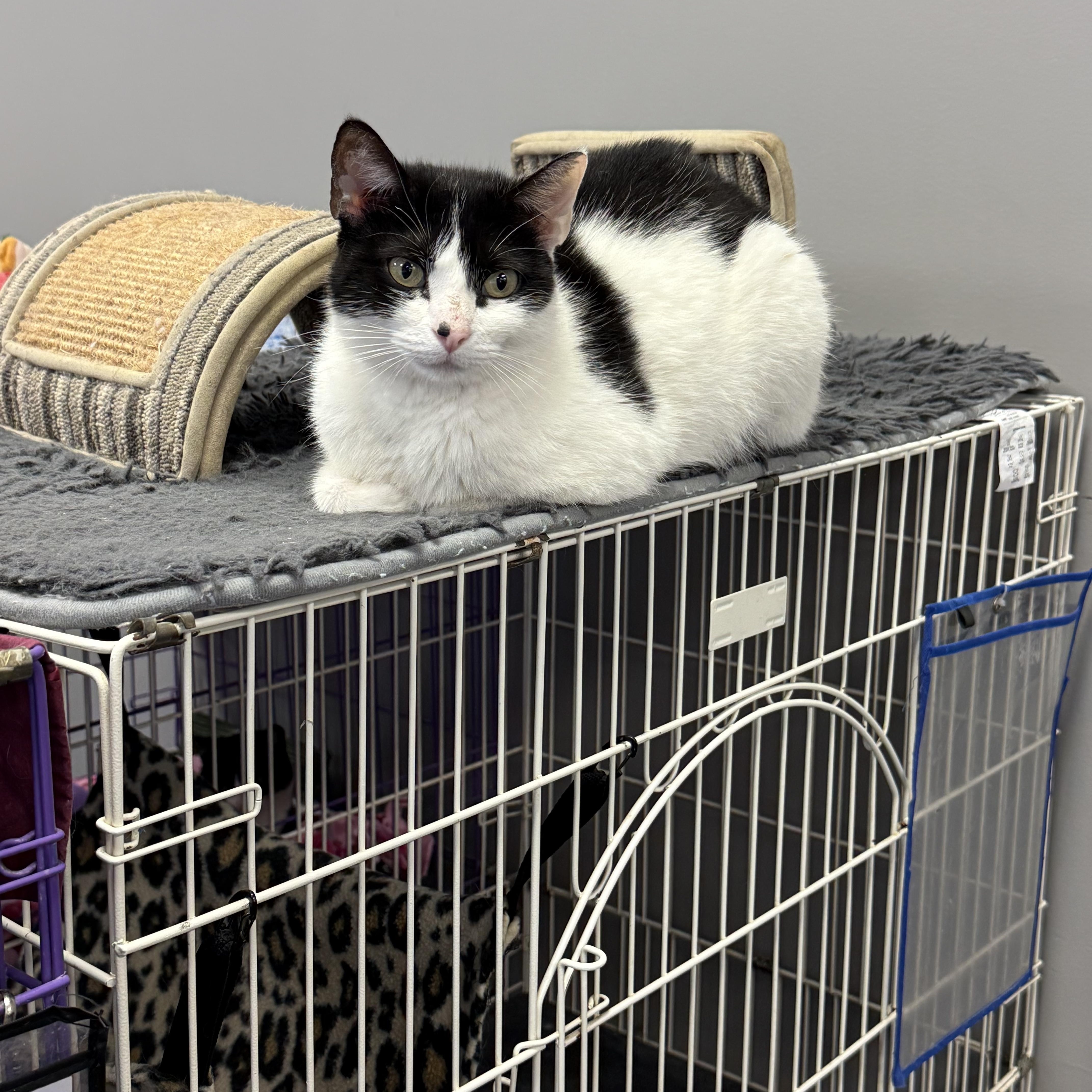 An adult medium-sized female Black & White / Tuxedo Domestic Short Hair cat named Molly for adoption in Hamburg, NY