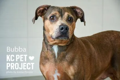 An adult medium-sized male Brown / Chocolate Mixed Breed dog named Buddy for adoption in Kansas City, MO
