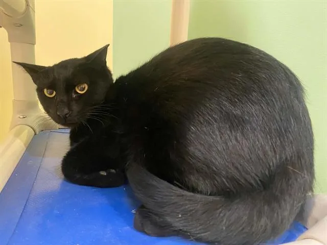 An adult small-sized male Domestic Short Hair cat named Dallas for adoption in Tustin, CA