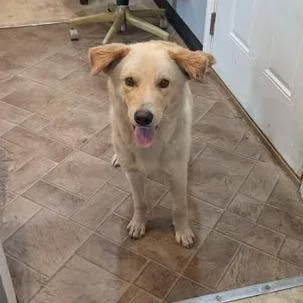 A young medium-sized male Yellow / Tan / Blond / Fawn Mixed Breed dog named Brasher for adoption in Boaz, AL