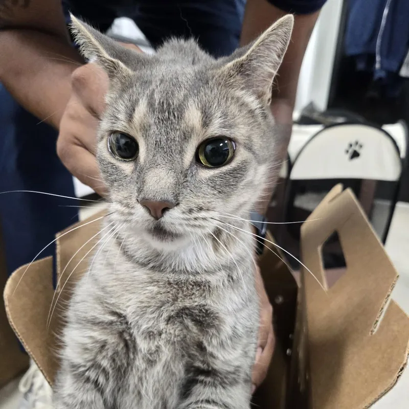 An adult large-sized female Gray / Blue / Silver Domestic Short Hair cat named AHNJStray for adoption in Newark, NJ
