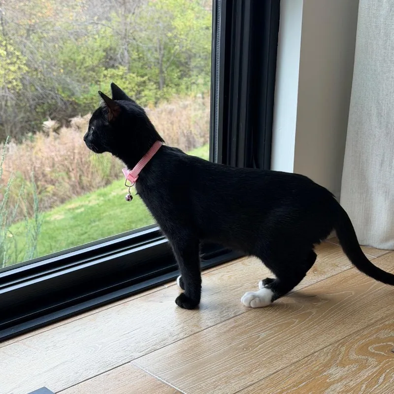 A baby small-sized female Black Domestic Short Hair cat named Feast  Meet me for adoption in Buffalo, MN