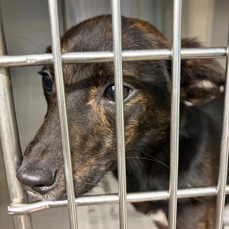 A baby small-sized female Black Mixed Breed dog named Selma for adoption in Lake Jackson, TX