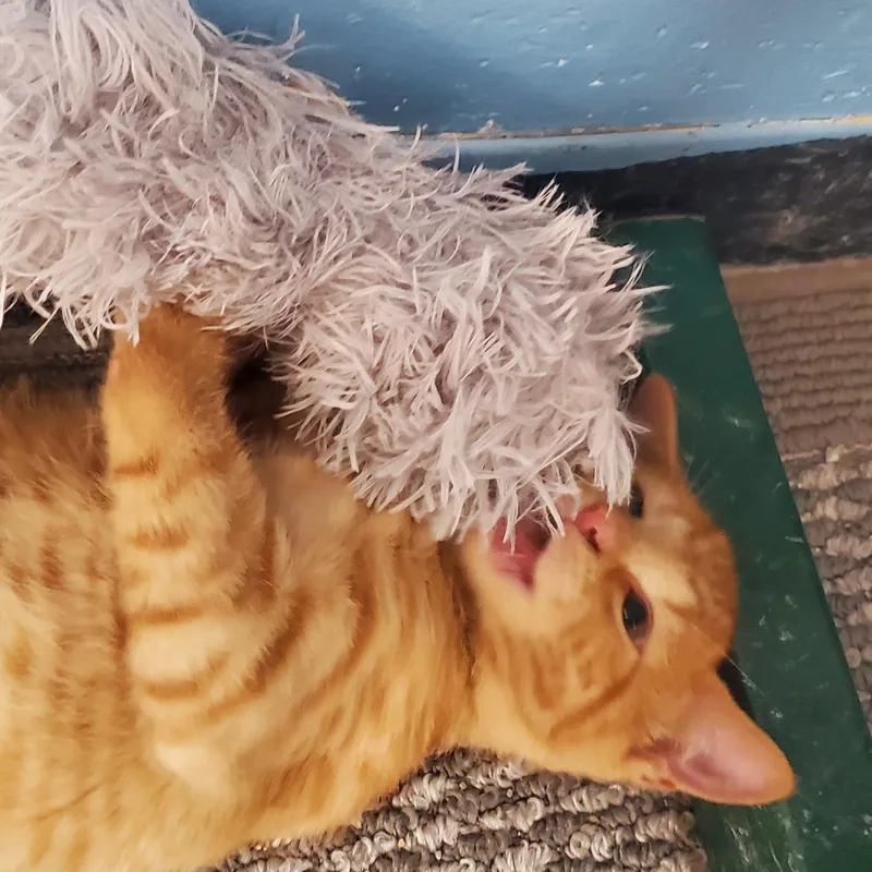 A baby medium-sized male Tabby (Orange / Red) Domestic Short Hair cat named Thor for adoption in Grove City, OH