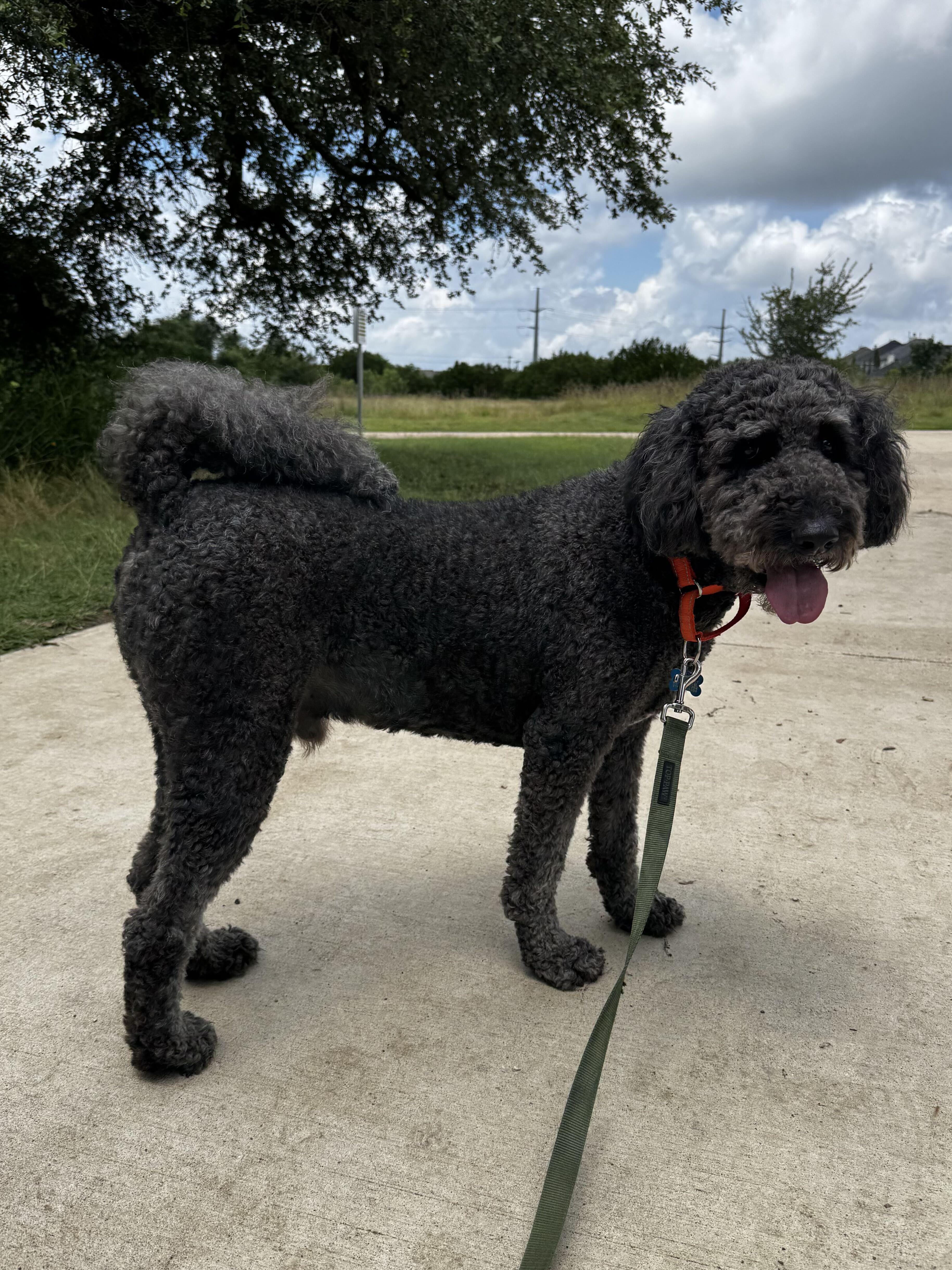 A young large-sized male Brown / Chocolate Labradoodle dog named Shadow Slate for adoption in Garland, TX