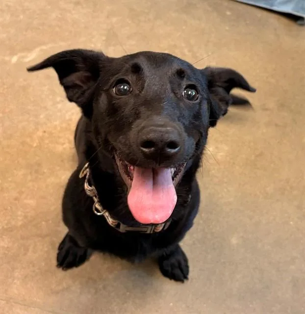 A young small-sized female Terrier dog named Pancake for adoption in Leesburg, VA