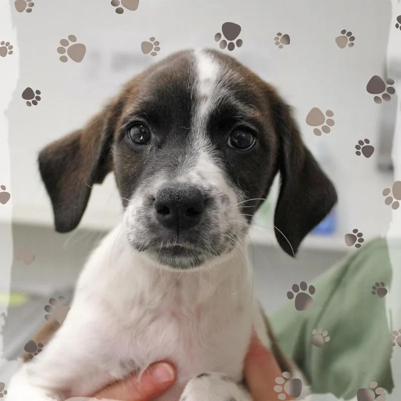 A baby medium-sized male White / Cream Mixed Breed dog named Waylon for adoption in Amelia, OH