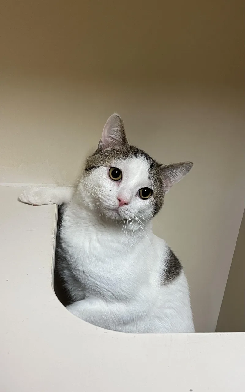 A young medium-sized male White Domestic Short Hair cat named Gregory for adoption in Hays, KS