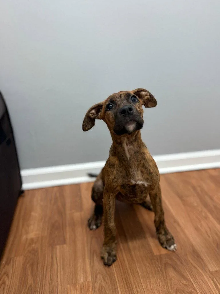 A baby small-sized female Terrier dog named Athena for adoption in Lovingston, VA