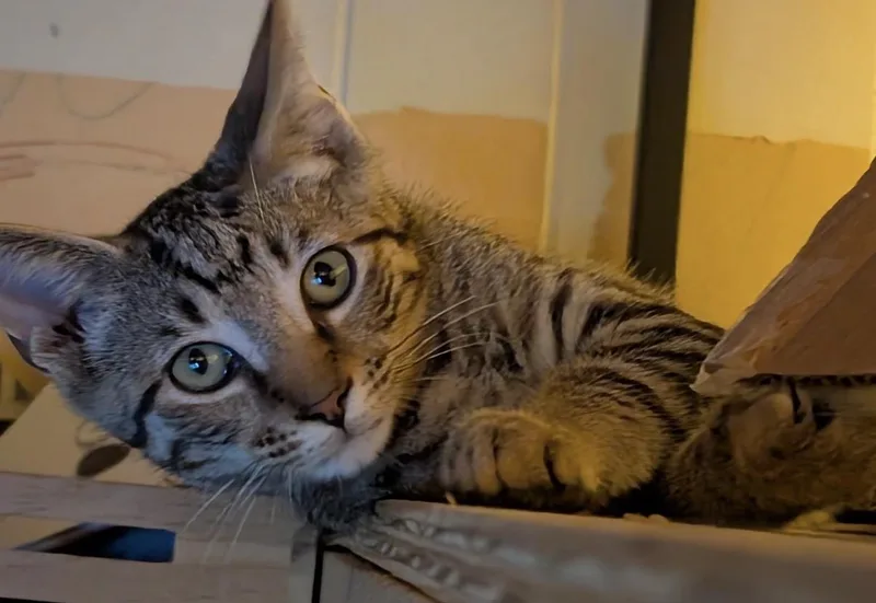 A baby small-sized male Tabby (Gray / Blue / Silver) Domestic Short Hair cat named Jinx for adoption in Johnson City, TN