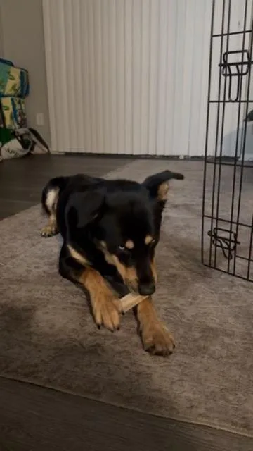 An adult large-sized male Shepherd dog named Boombah for adoption in Lakeside, CA