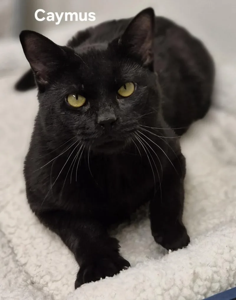 A young medium-sized male Domestic Short Hair cat named Caymus for adoption in Kendallville, IN