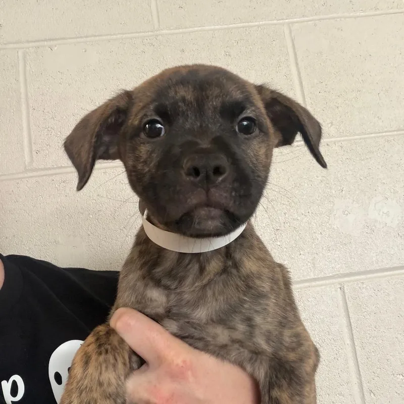 A baby medium-sized female Brown / Chocolate Mixed Breed dog named Taylor for adoption in DeKalb, IL