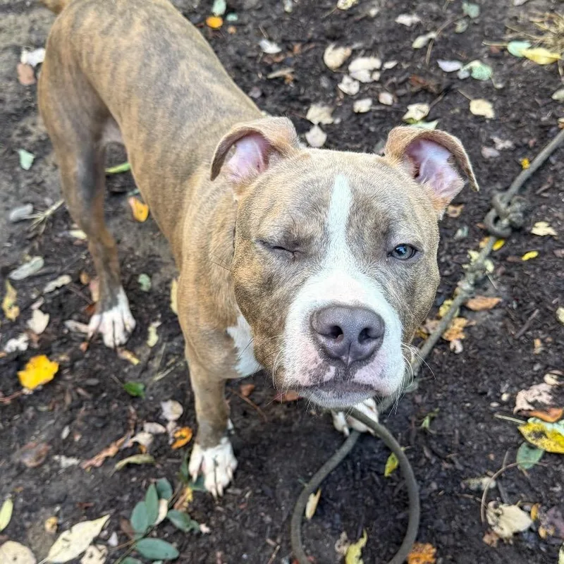 An adult large-sized male Brown / Chocolate Mixed Breed dog named Balboa for adoption in Asheville, NC