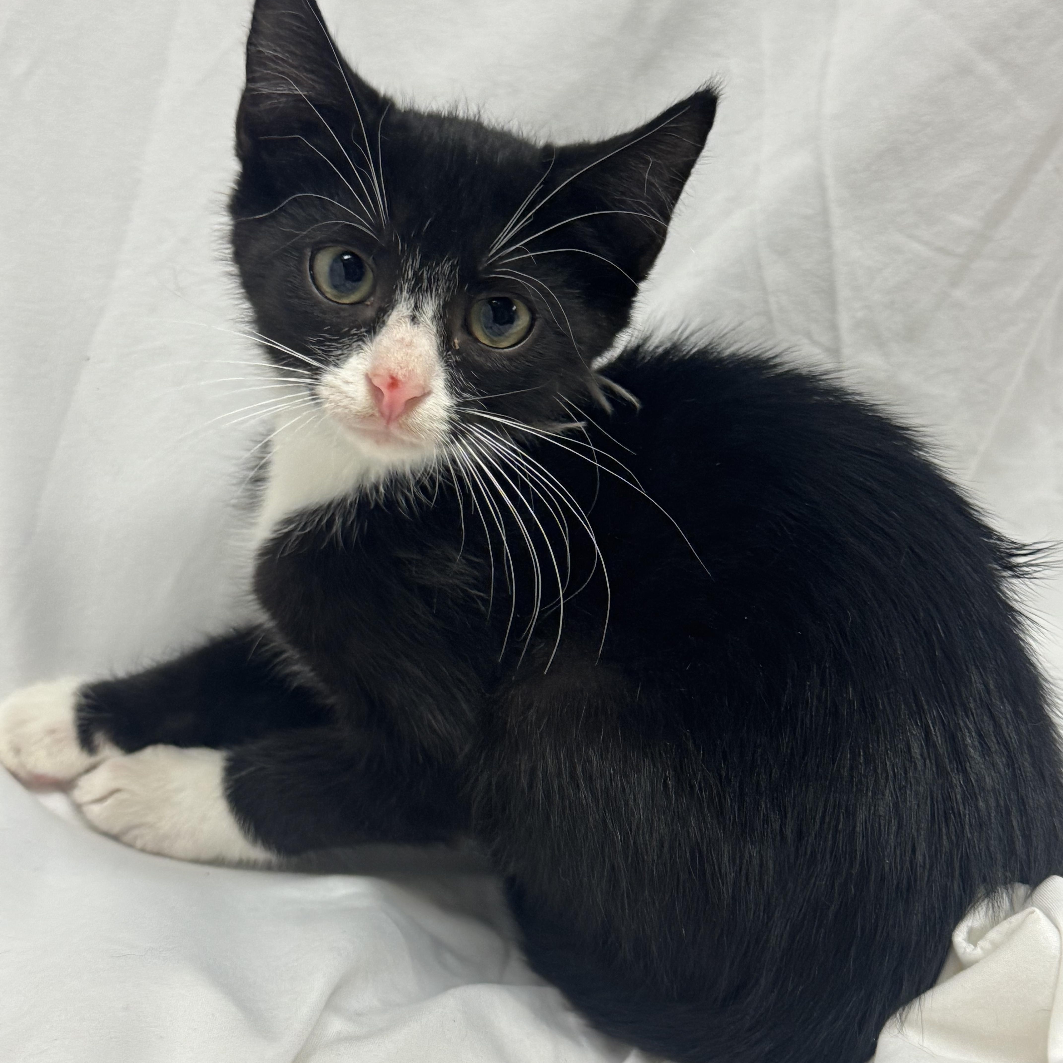 A baby medium-sized male Black & White / Tuxedo Domestic Short Hair cat named Ryder for adoption in Fredericksburg, VA