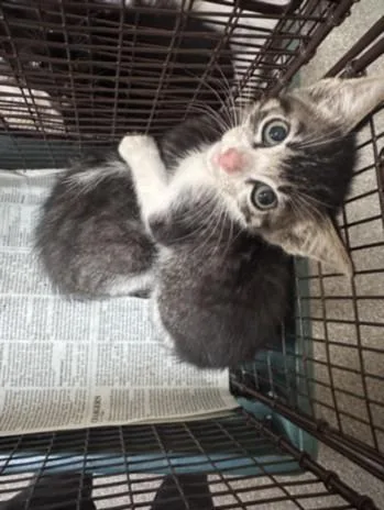 A baby small-sized male Domestic Short Hair cat named Tang for adoption in Los Angeles, CA