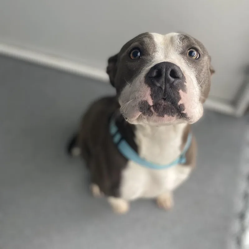 A young medium-sized female Gray / Blue / Silver Mixed Breed dog named Hooba Noobie for adoption in Davenport, IA
