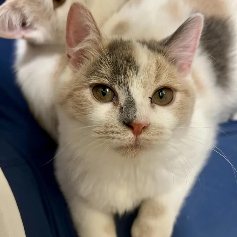 A baby medium-sized female Dilute Calico Persian cat named Samosa for adoption in Richmond, VA