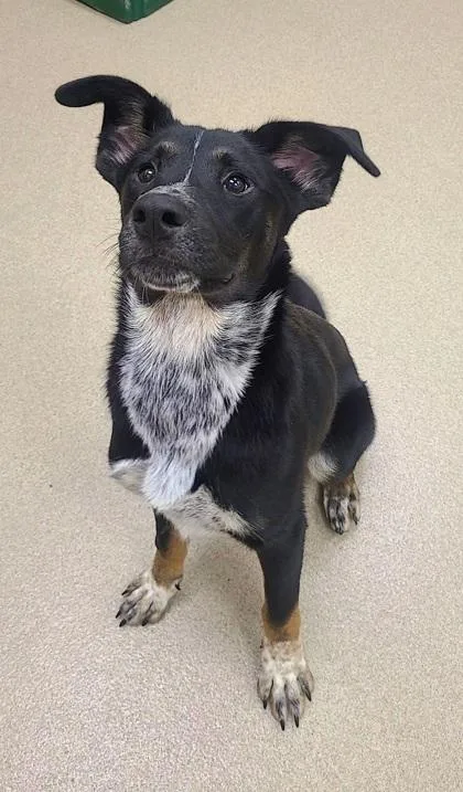 A young medium-sized female Cattle Dog dog named Lassie for adoption in Phoenix, AZ