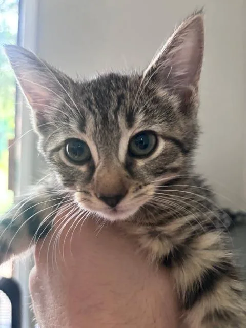A baby medium-sized female Domestic Short Hair cat named B Ruffles for adoption in Windsor, CT