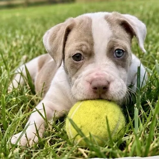 A baby small-sized female Yellow / Tan / Blond / Fawn Pit Bull Terrier dog named Georgia for adoption in Tyrone, GA