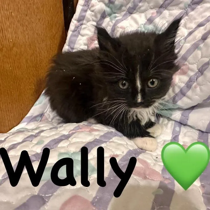 Wally thumbnail 3