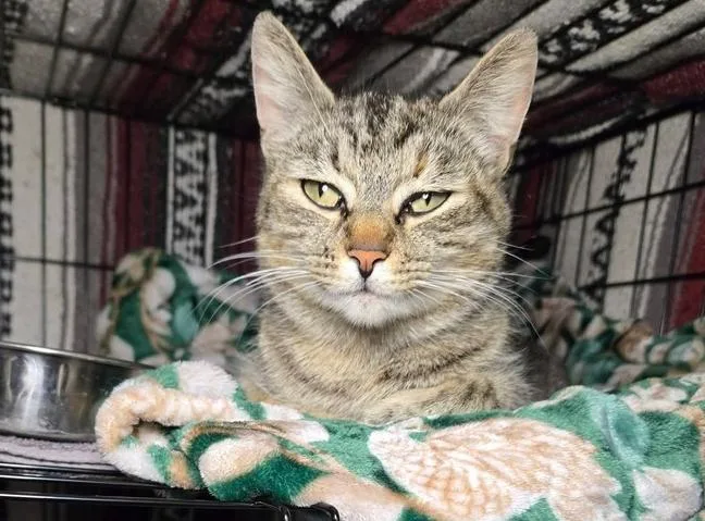 An adult medium-sized female Domestic Short Hair cat named Mama Tashi for adoption in Salinas, CA