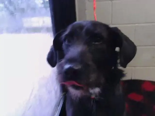 A young large-sized female Schnauzer dog named Lia for adoption in Tulsa, OK