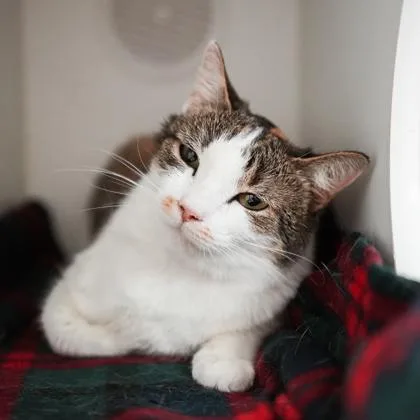 Starburst thumbnail 2