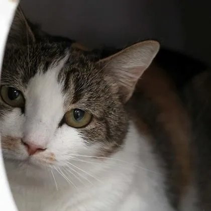 Starburst thumbnail 3