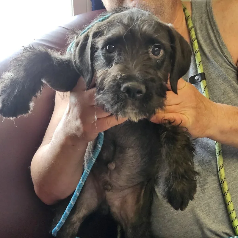 A baby small-sized male Black Terrier dog named Carl for adoption in Saint John, IN