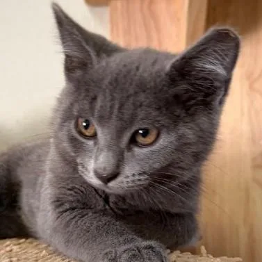 A baby small-sized female Gray / Blue / Silver Domestic Short Hair cat named Junie B for adoption in Coralville, IA