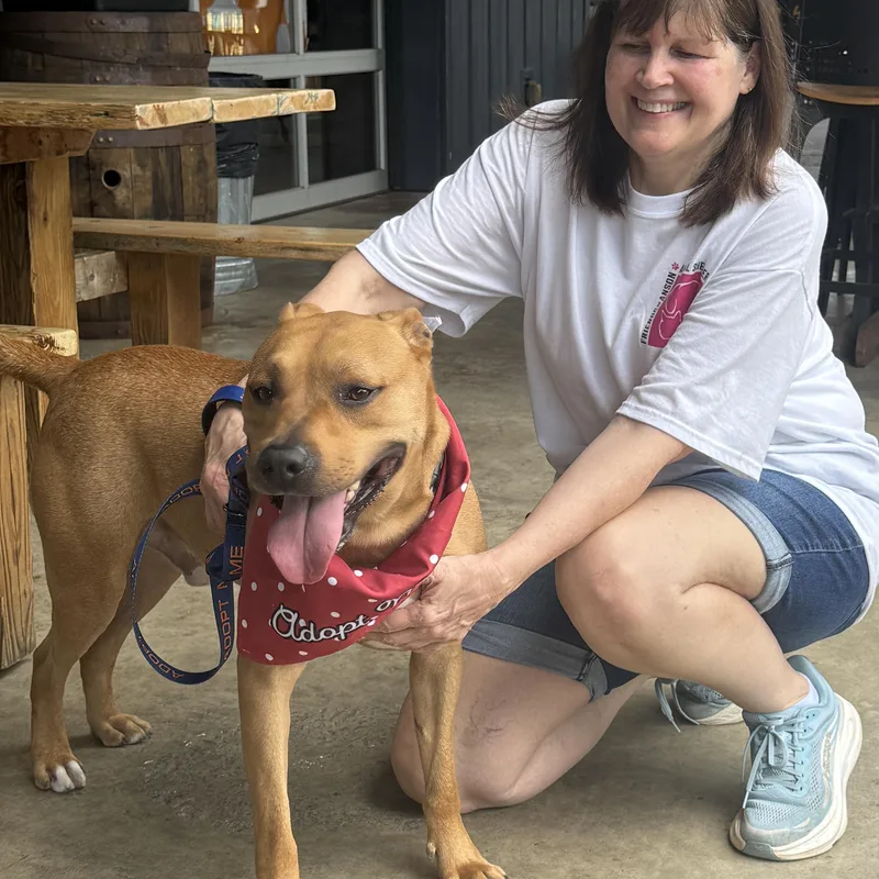 A young large-sized male Golden Terrier dog named Scooby for adoption in POLKTON, NC