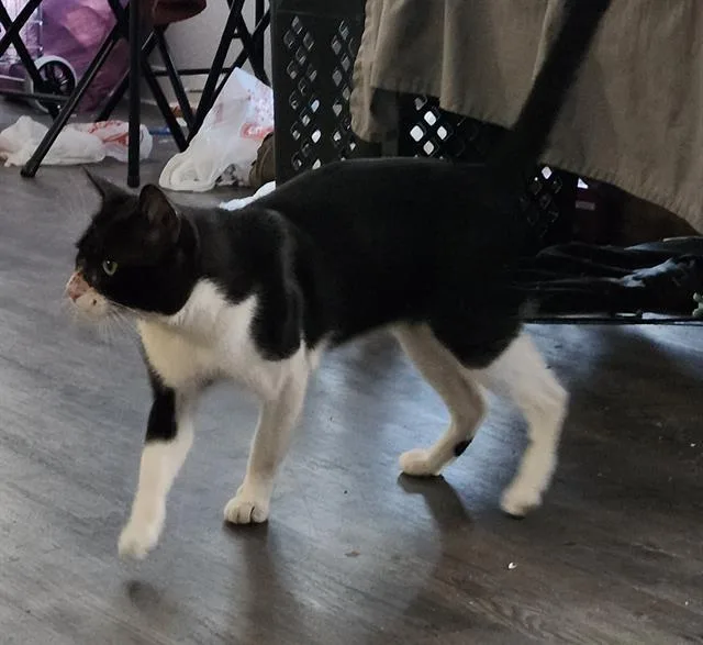 A young medium-sized male Domestic Short Hair cat named Eddie Brock for adoption in San Antonio, TX