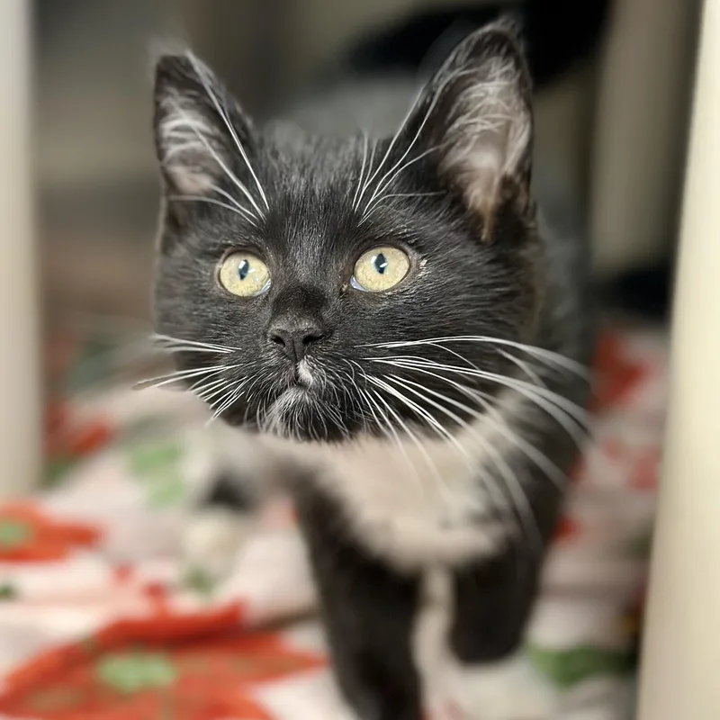 A baby medium-sized female Black & White / Tuxedo Domestic Short Hair cat named Lettie for adoption in Manahawkin, NJ