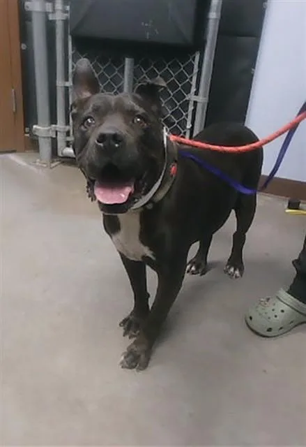 An adult large-sized male Pit Bull Terrier dog named Rex for adoption in Phoenix, AZ