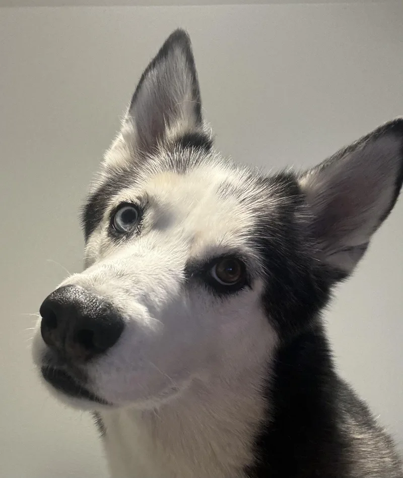 An adult medium-sized male Black Siberian Husky dog named Ace for adoption in Menifee, CA