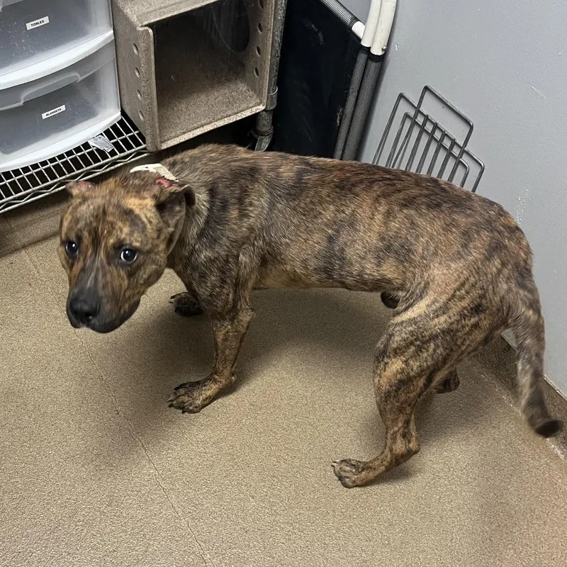 An adult medium-sized male Brindle Mixed Breed dog named Dude for adoption in Chattanooga, TN