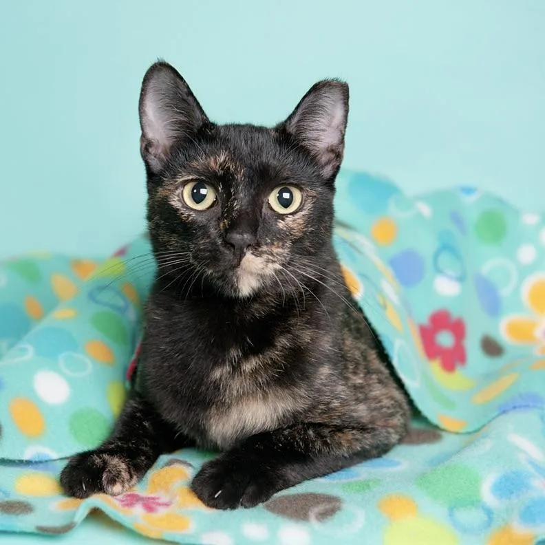 A young small-sized female Tortoiseshell Domestic Short Hair cat named Della for adoption in Liverpool, TX