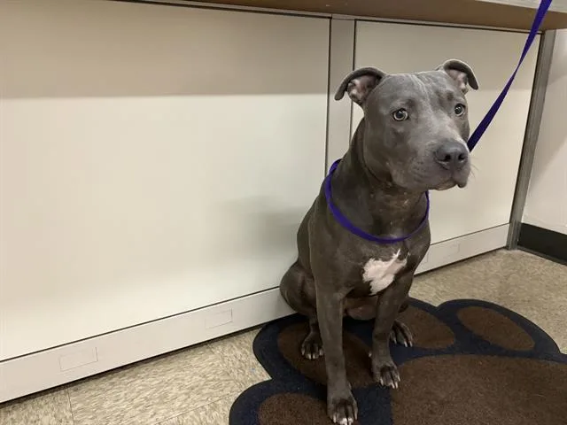 A young medium-sized female Pit Bull Terrier dog named Lilac for adoption in Fairfield, CA