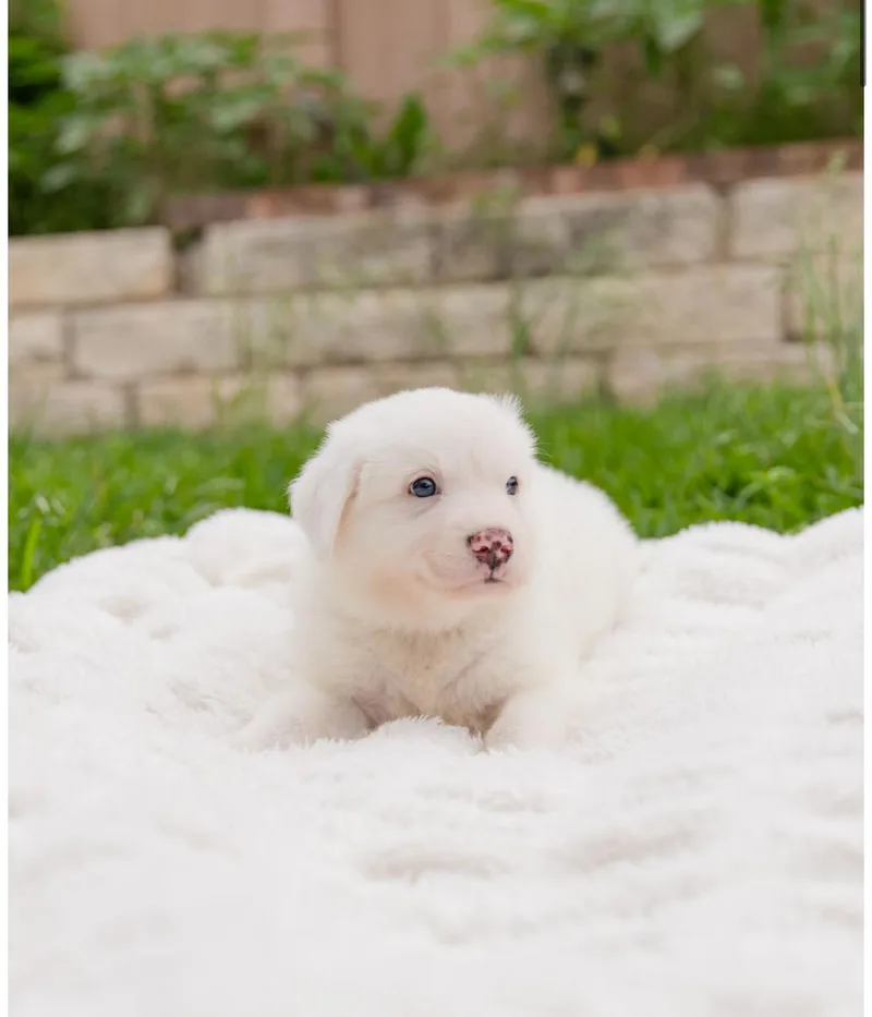 A baby medium-sized male White / Cream Border Collie dog named Moby for adoption in Pflugerville, TX