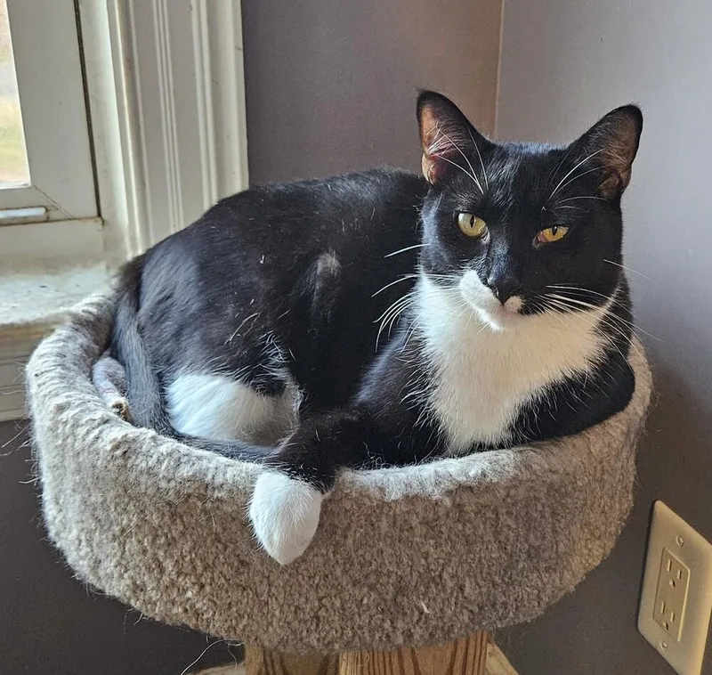 Cosmo Allis thumbnail 2