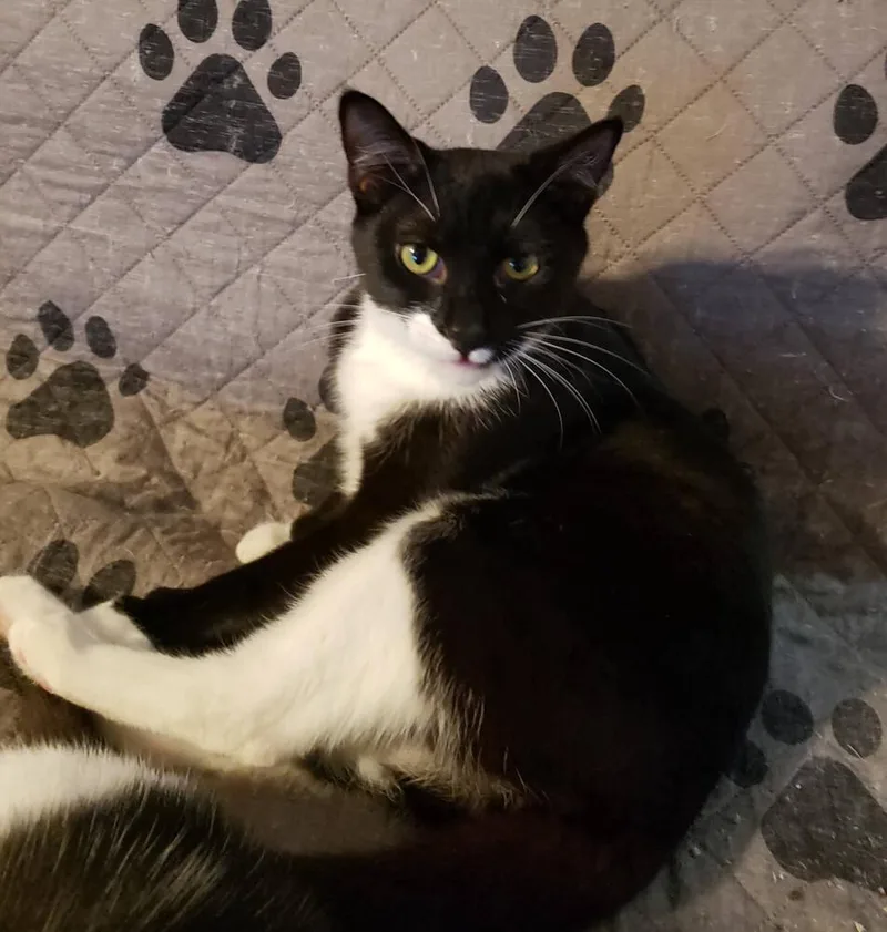 Cosmo Allis thumbnail 3