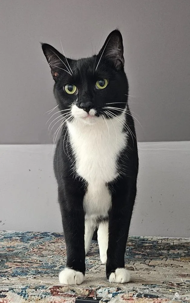 Cosmo Allis thumbnail 4