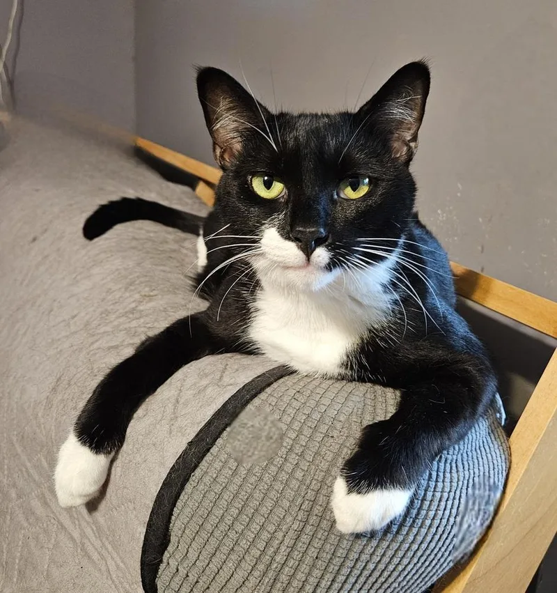 Cosmo Allis thumbnail 5