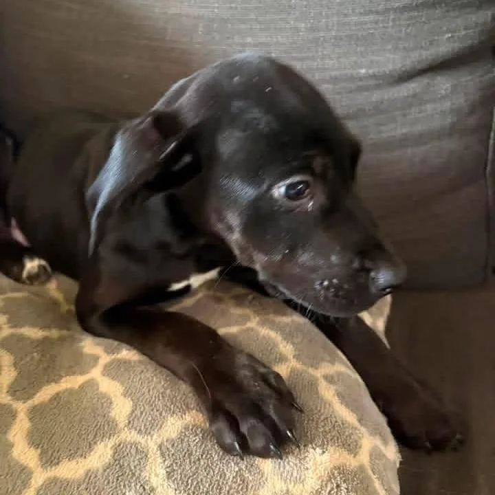 A baby medium-sized male Black Mixed Breed dog named Eclipse for adoption in Fredericksburg, VA